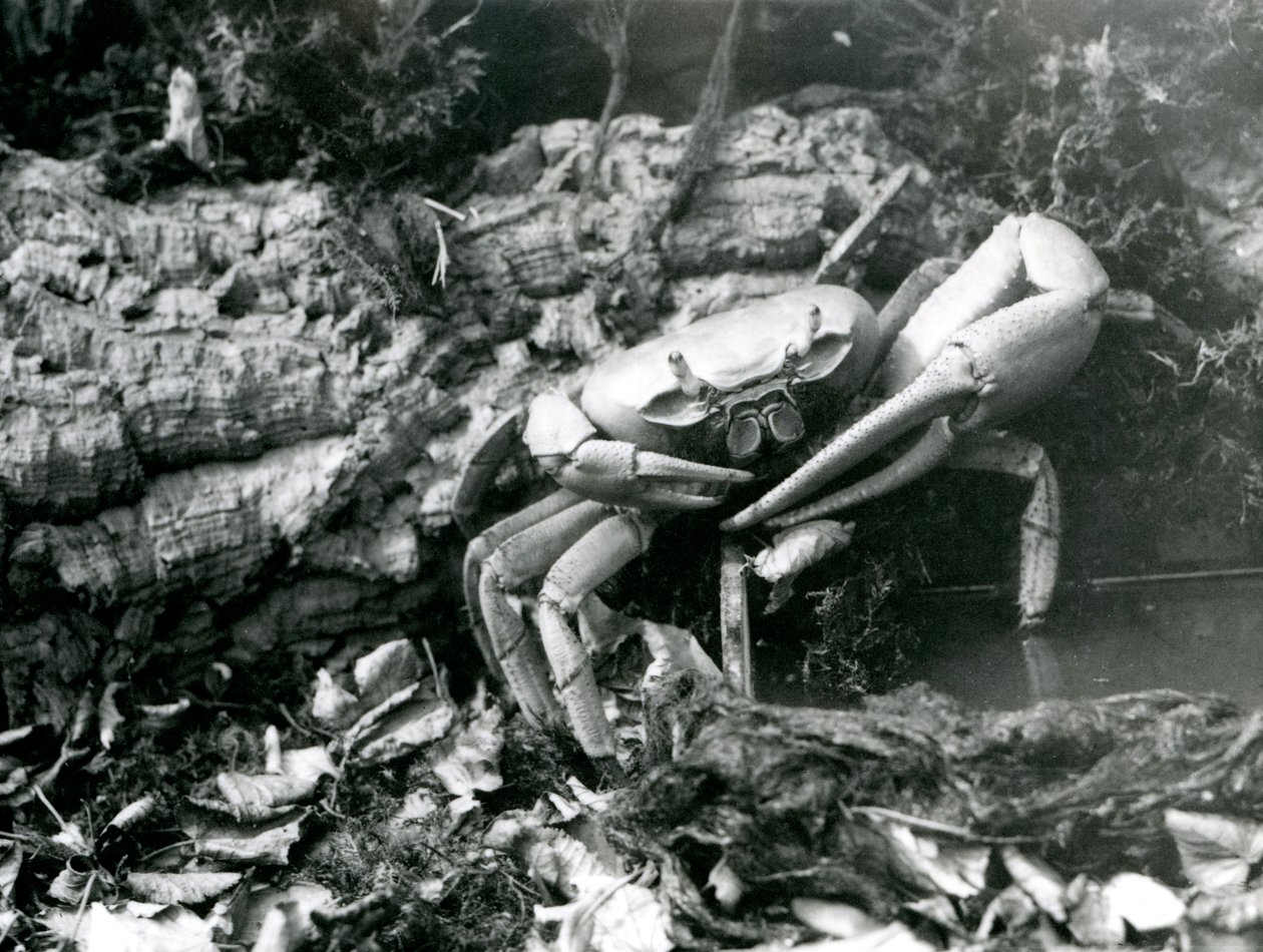 Egy szárazföldi rák a londoni állatkertben, 1922. május alkotó: Frederick William Bond