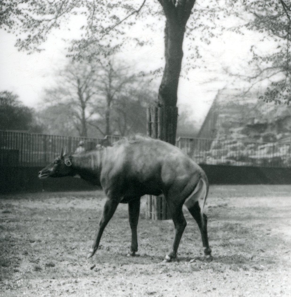 Nilgai vagy ázsiai antilop a londoni állatkertben, 1923. április (bw fotó) alkotó: Frederick William Bond