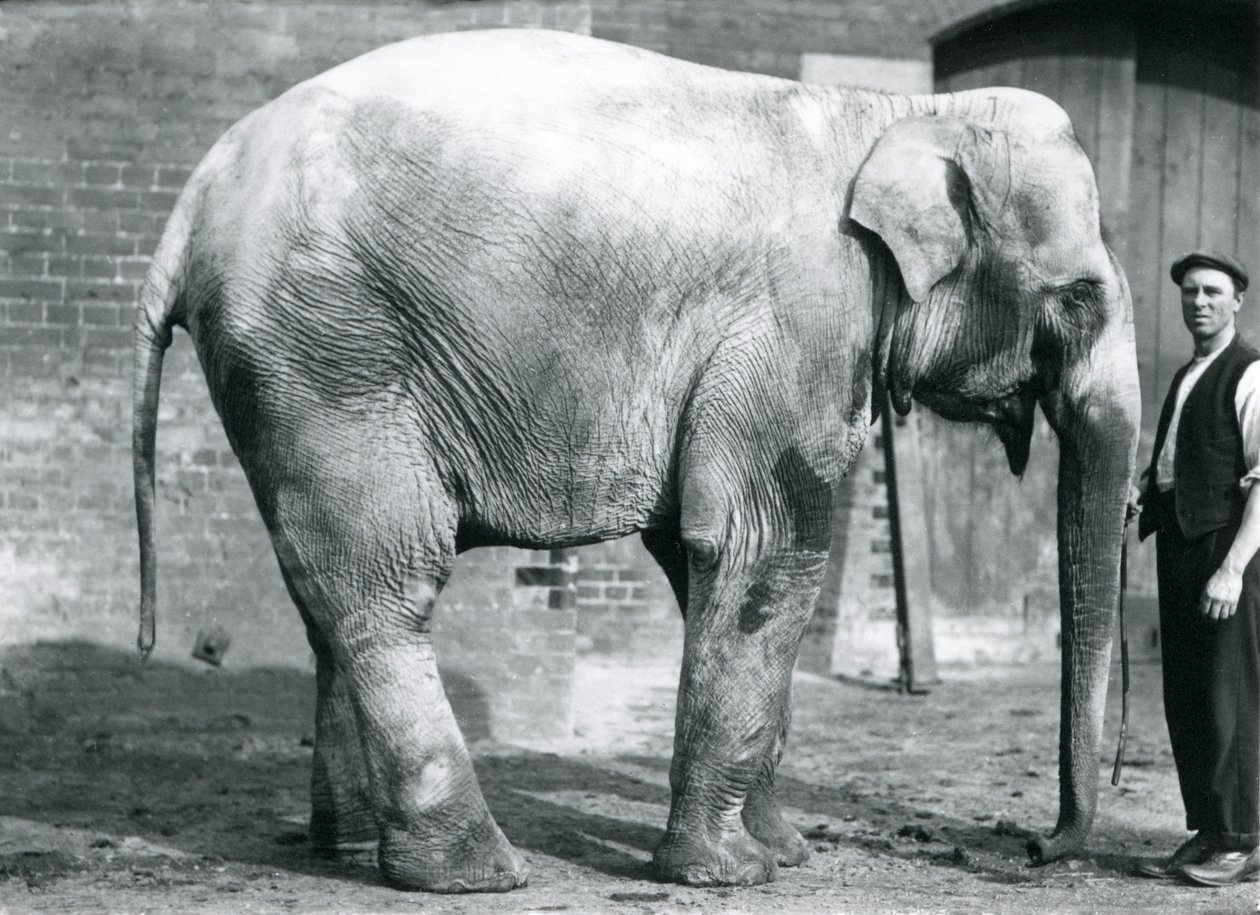 Egy nőstény indiai elefánt „Nellie”, tartója Watersonnal a londoni állatkertben, 1914. április alkotó: Frederick William Bond