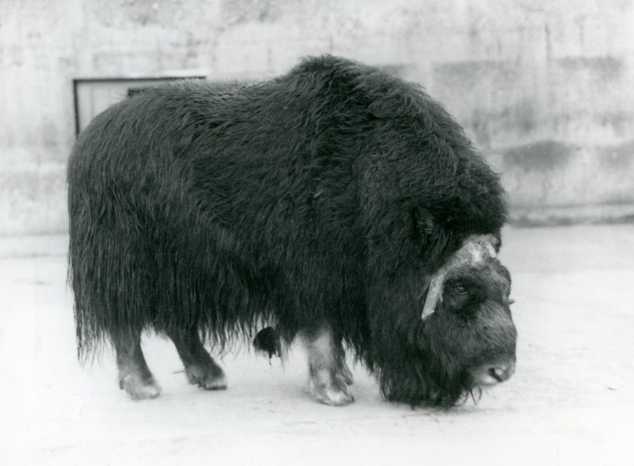 Egy nőstény pézsmaökör a londoni állatkertben, 1923. április (bw fotó) alkotó: Frederick William Bond