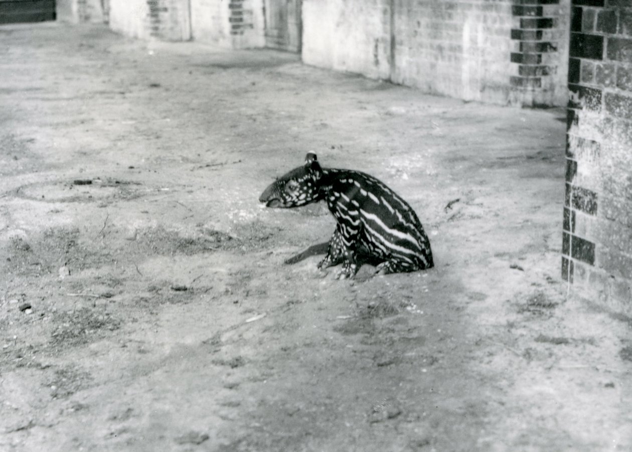 Egy négynapos maláj tapír a londoni állatkertben, 1921. július alkotó: Frederick William Bond