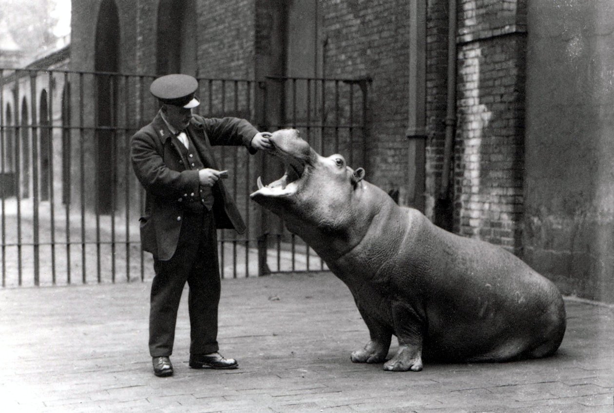 Egy állattartó, Ernie Bowman és Bobbie, a víziló a londoni állatkertben, 1923 alkotó: Frederick William Bond