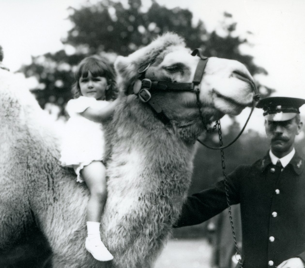 Egy állattartó baktriai tevével, aki egy fiatal lányt lovagol a nyakán, Londoni Állatkert, 1922. szeptember (bw fotó) alkotó: Frederick William Bond