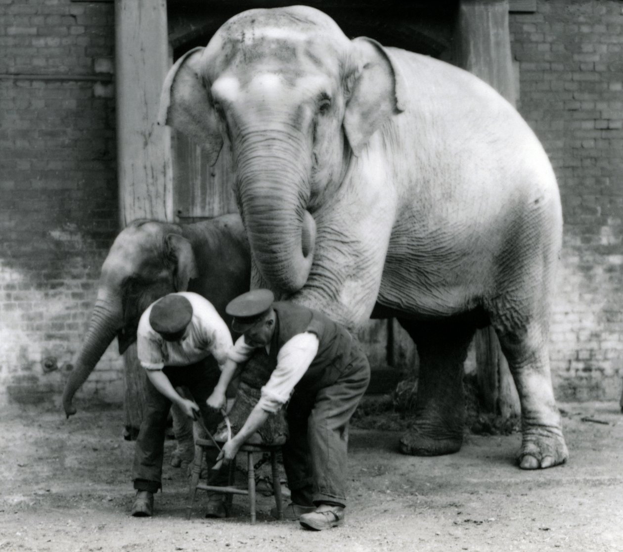 Kifejlett nőstény indiai elefánt, Assam Lukhi Charles Eyles állattartóval, lábát nyíratva a londoni állatkertben, 1923. szeptember (bw fotó) alkotó: Frederick William Bond