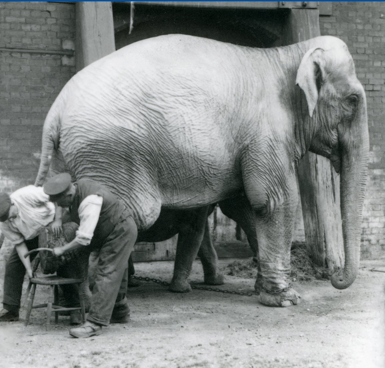 Kifejlett nőstény indiai elefánt, Assam Lukhi Charles Eyles állattartóval, lábát nyíratva a londoni állatkertben, 1923. szeptember (bw fotó) alkotó: Frederick William Bond