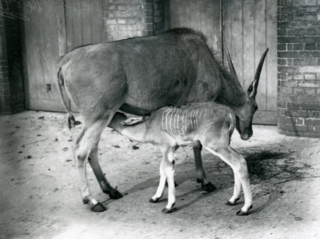 Egy Eland antilop fiókáit eteti a londoni állatkertben, 1920 alkotó: Frederick William Bond