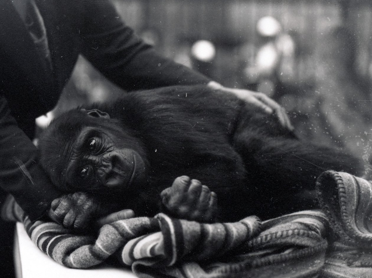 Ötéves gorilla fekszik, egy gondozó vigasztalja. alkotó: Frederick William Bond