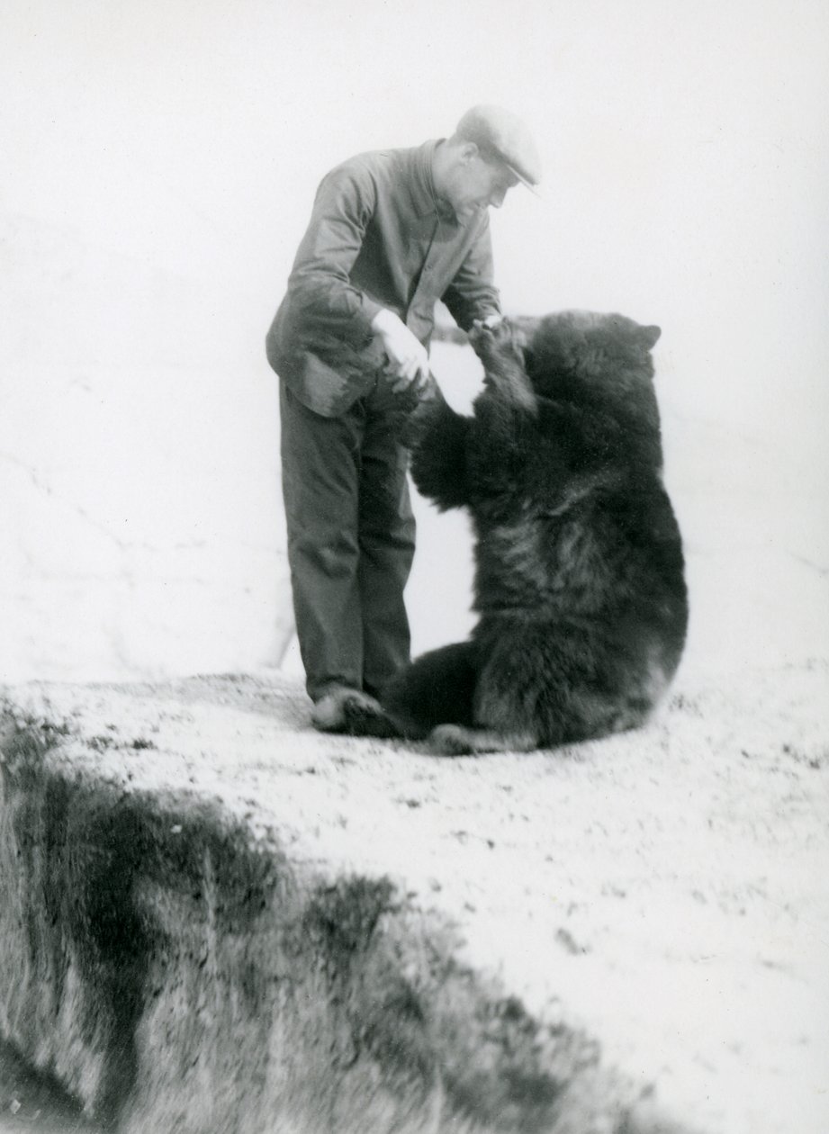 Charlie Philips állatgondozó kézenfogva egy ülő fekete medvével a londoni állatkertben, 1930 előtt (kétfelbontású fotó) alkotó: Frederick William Bond