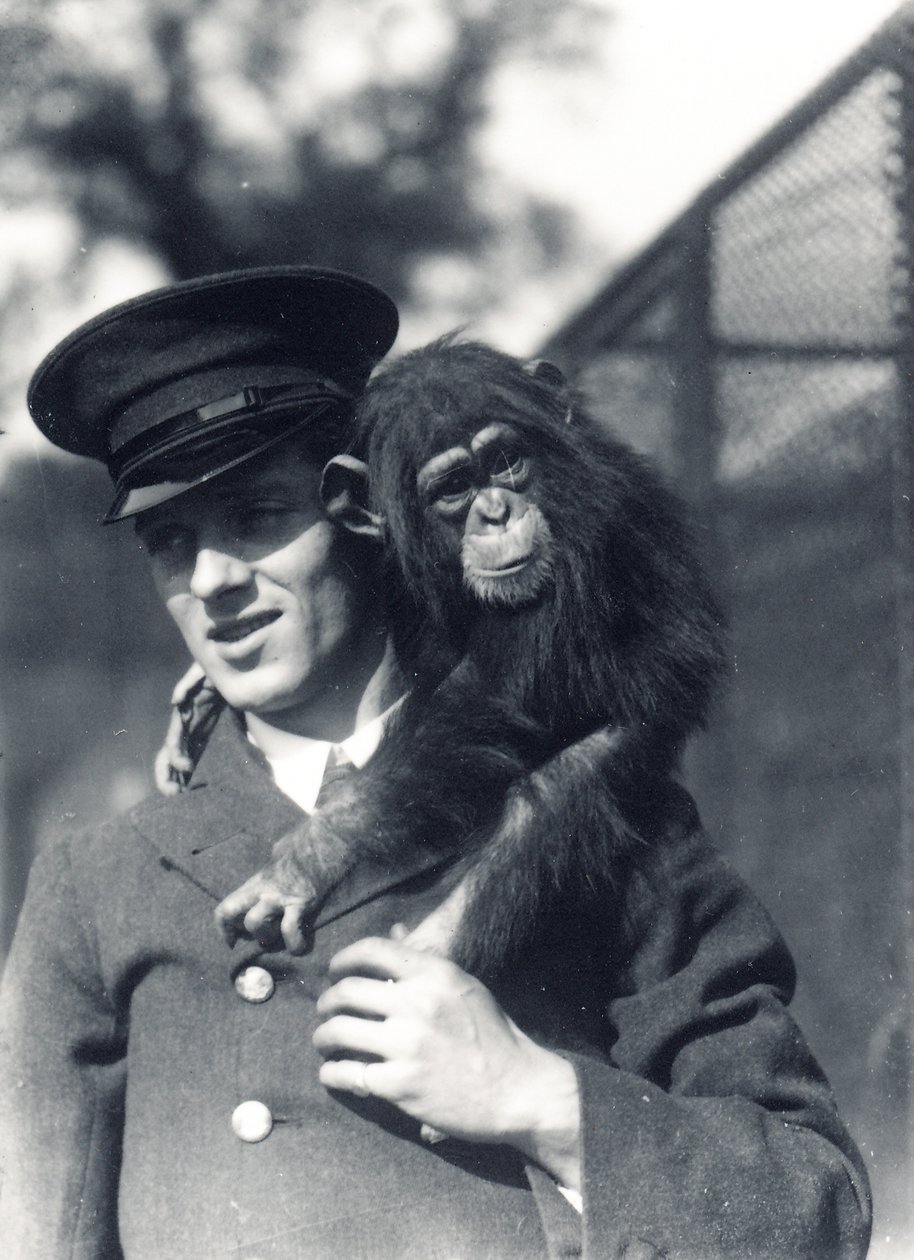 F. Shelly gondozó Johnnie vagy Marco csimpánzzal a ZSL Londoni Állatkertben alkotó: Frederick William Bond