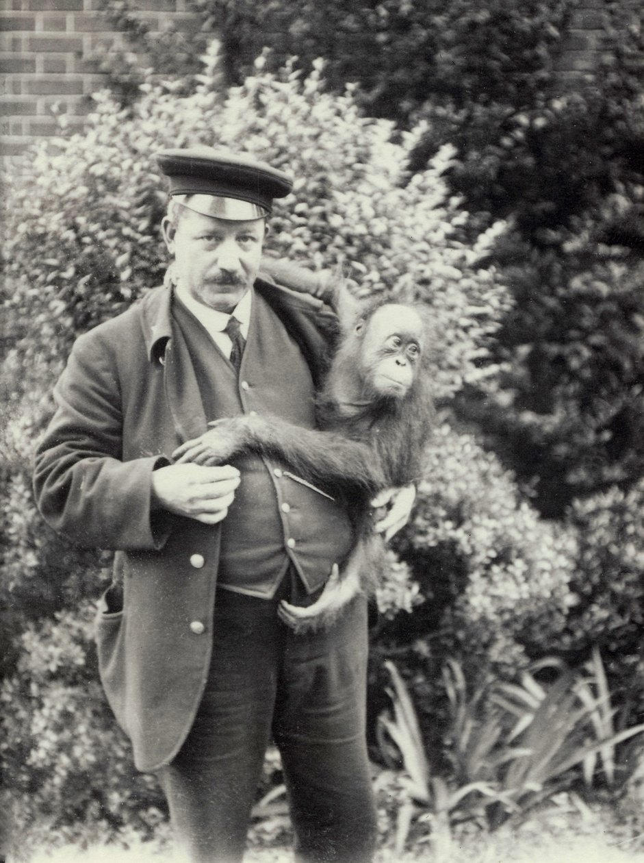 Z. Rodwell állattartó fiatal orangutánt tart a londoni állatkertben, 1913. október alkotó: Frederick William Bond