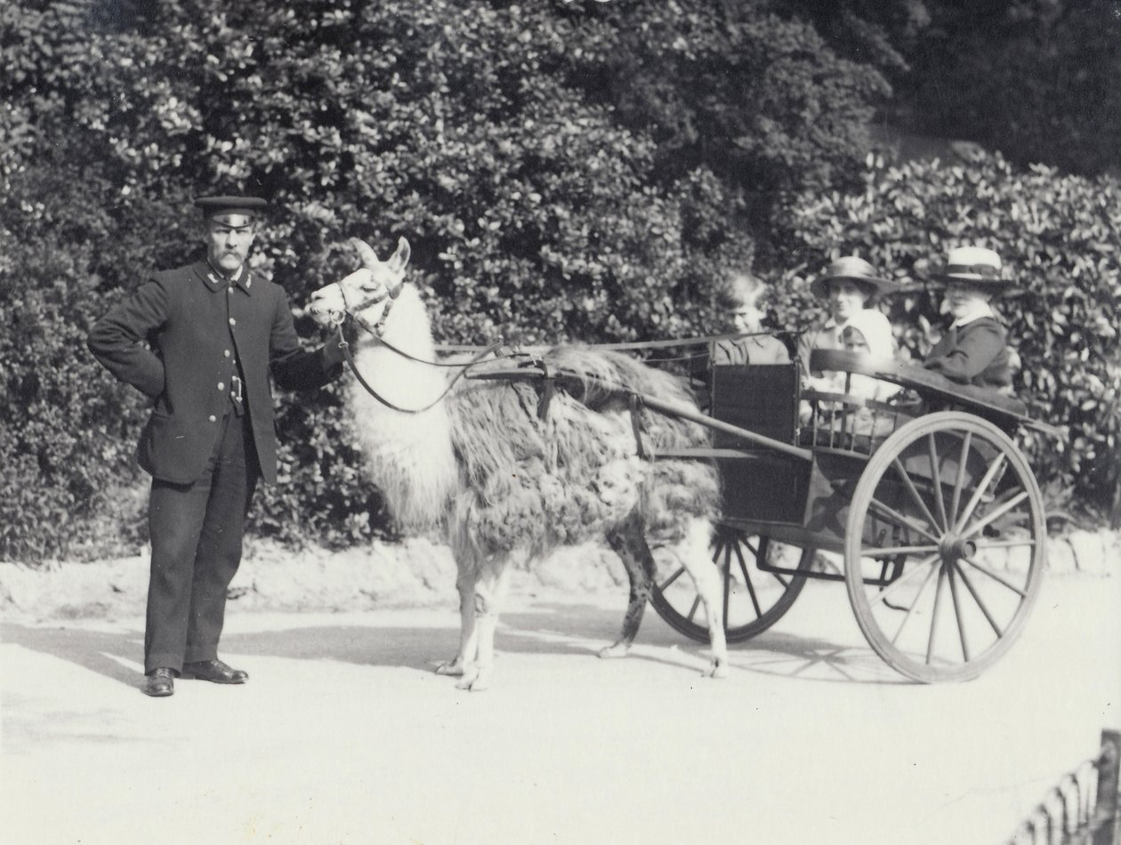 Három látogató, köztük egy kisfiú, egy láma által húzott szekéren ülve egy gondozóval, Londoni Állatkert, 1914 májusában alkotó: Frederick William Bond