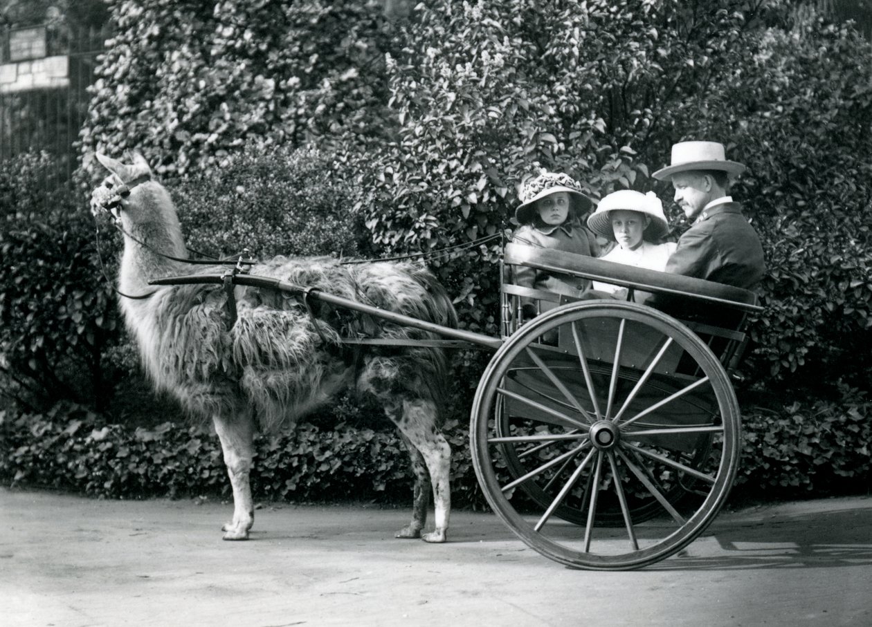 Három látogató, köztük két fiatal lány, egy láma által húzott szekéren lovagolnak, londoni állatkert, 1912 körül alkotó: Frederick William Bond