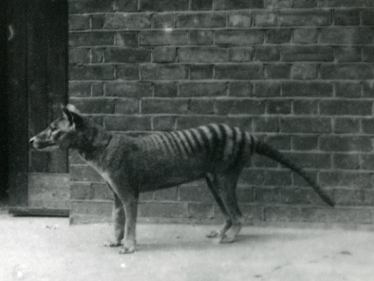 Thylacine tasmán farkas a londoni állatkertben. Úgy gondolják, hogy a thylacine 1933-ban kihalt. A londoni állatkert összesen 20 thylacint állított ki 1850 és 1931 között. alkotó: Frederick William Bond