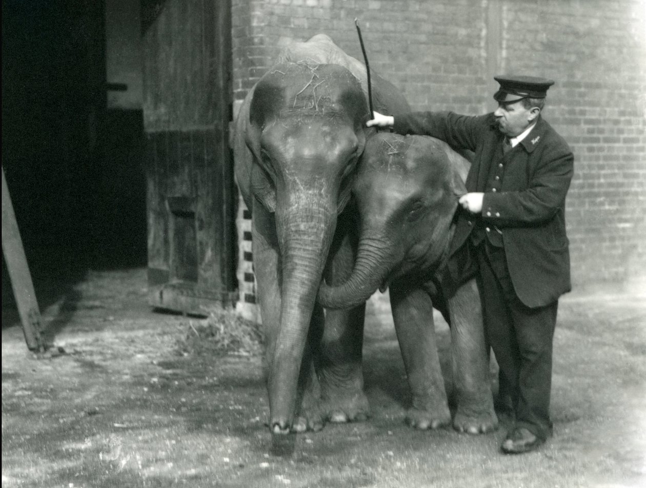 Két fiatal nőstény indiai elefánt, "Sundermoni" és "Sundermalah" H. Robertson gondozóval, Londoni Állatkert, 1922. február 22. alkotó: Frederick William Bond