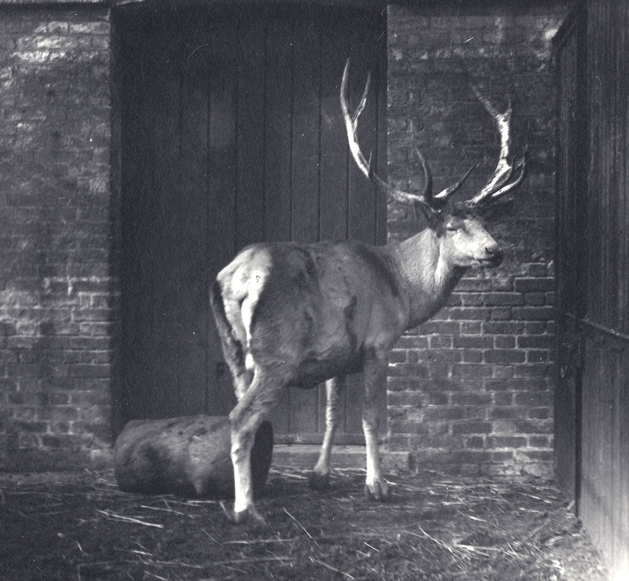 Wallich szarvasa, más néven Shou, közép-ázsiai vagy tibeti gímszarvas, a londoni állatkertben, 1917 decemberében alkotó: Frederick William Bond