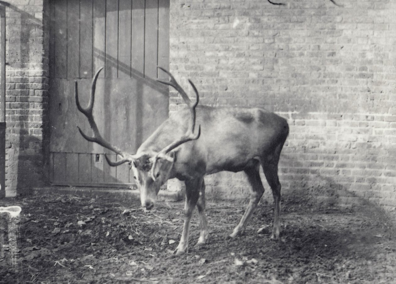 Wallich szarvasa, más néven Shou, közép-ázsiai vagy tibeti gímszarvas, a londoni állatkertben, 1917 decemberében alkotó: Frederick William Bond