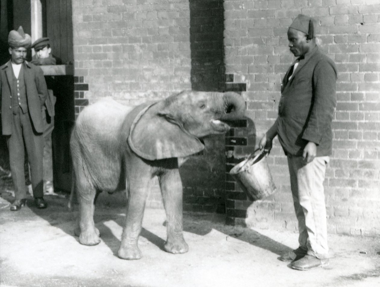 Fiatal afrikai elefánt Kiberenge, akit Darisha etet, miközben Syed Ali néz a háttérben, Londoni Állatkert, 1923. szeptember (bw fotó) alkotó: Frederick William Bond