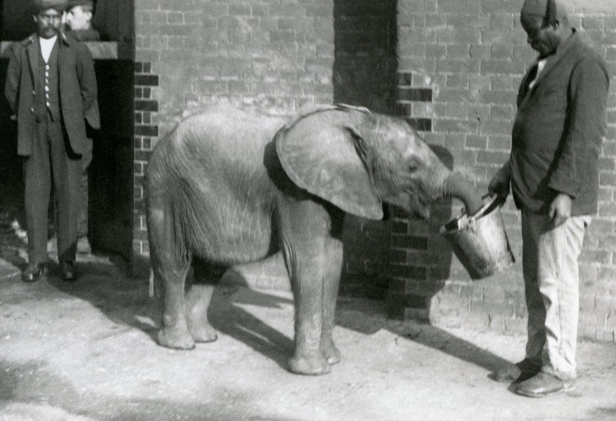 Fiatal afrikai elefánt Kiberenge, akit Darisha etet, miközben Syed Ali néz a háttérben, Londoni Állatkert, 1923. szeptember (bw fotó) alkotó: Frederick William Bond