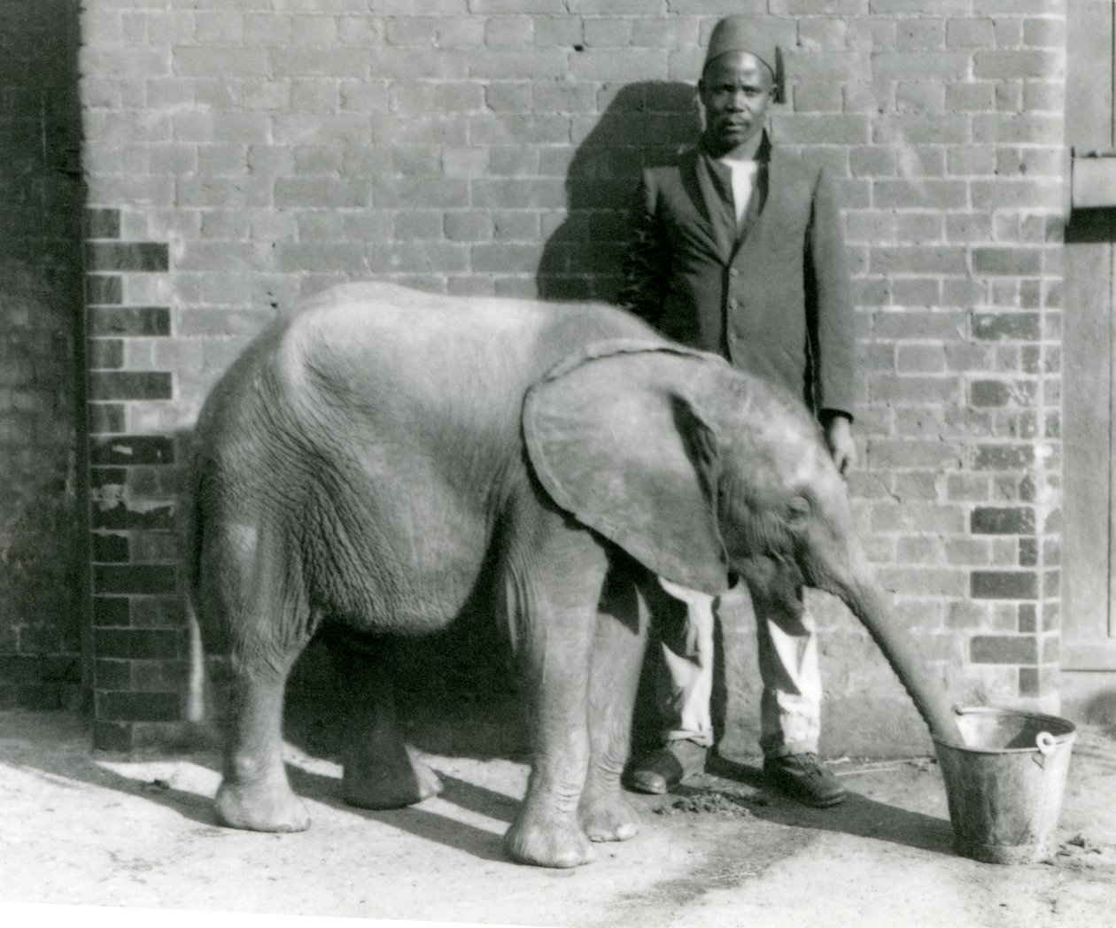 Fiatal afrikai elefánt Kiberenge italt adott Darishától, a londoni állatkertben, 1923. szeptember (bw fotó) alkotó: Frederick William Bond