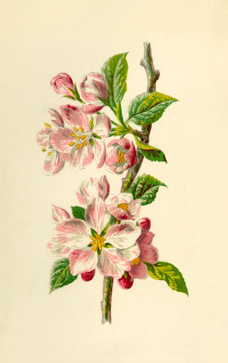 Apple, 1877. alkotó: Frederick Edward Hulme