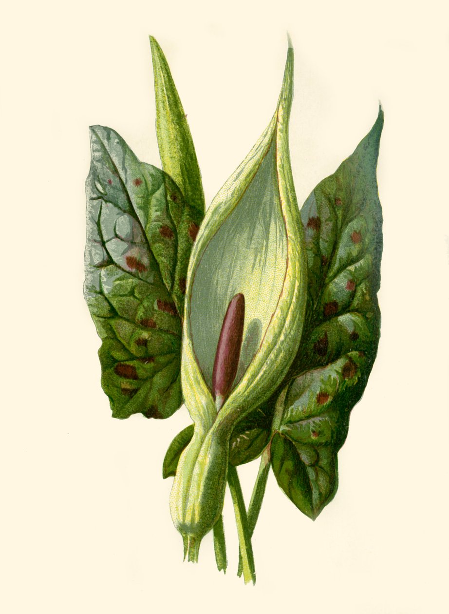 Arum vagy Cuckoo Pint, 1877. alkotó: Frederick Edward Hulme