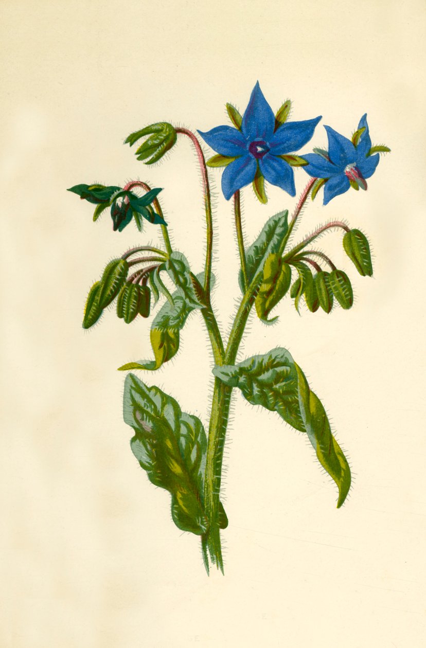 Borágó, 1877. alkotó: Frederick Edward Hulme