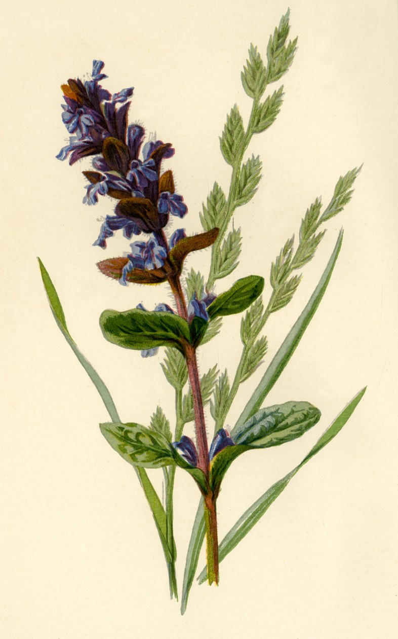 Bugle & Tall Fescue Grass, 1877. alkotó: Frederick Edward Hulme