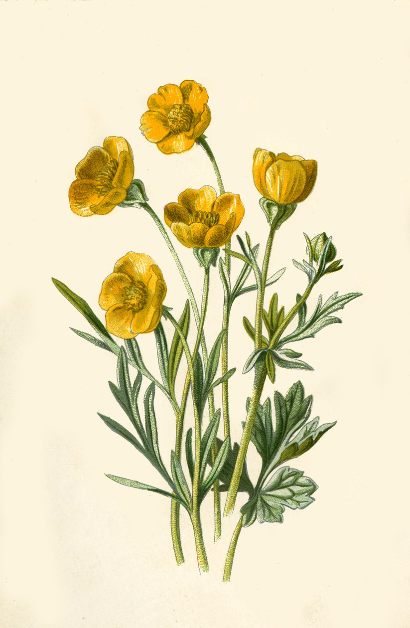 Hagymás varjúláb, 1877. alkotó: Frederick Edward Hulme