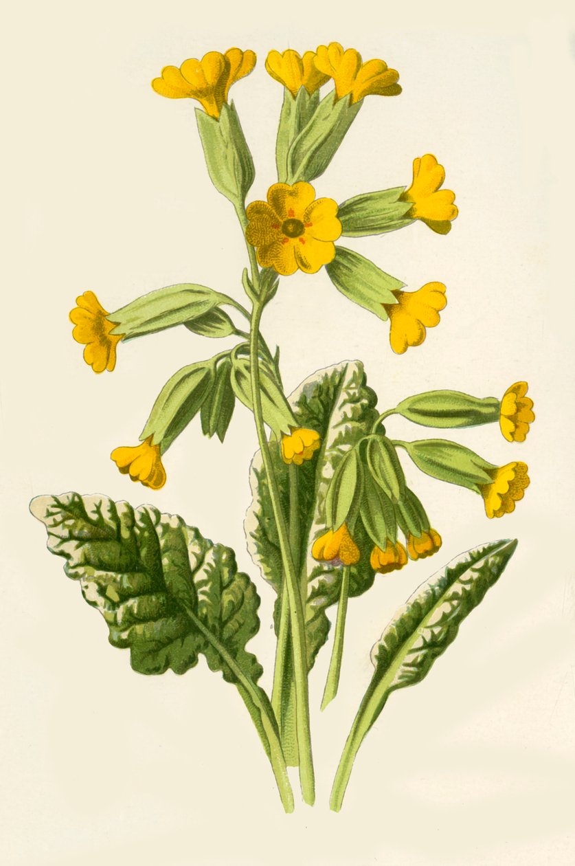 Tehéncsúcs, 1877. alkotó: Frederick Edward Hulme