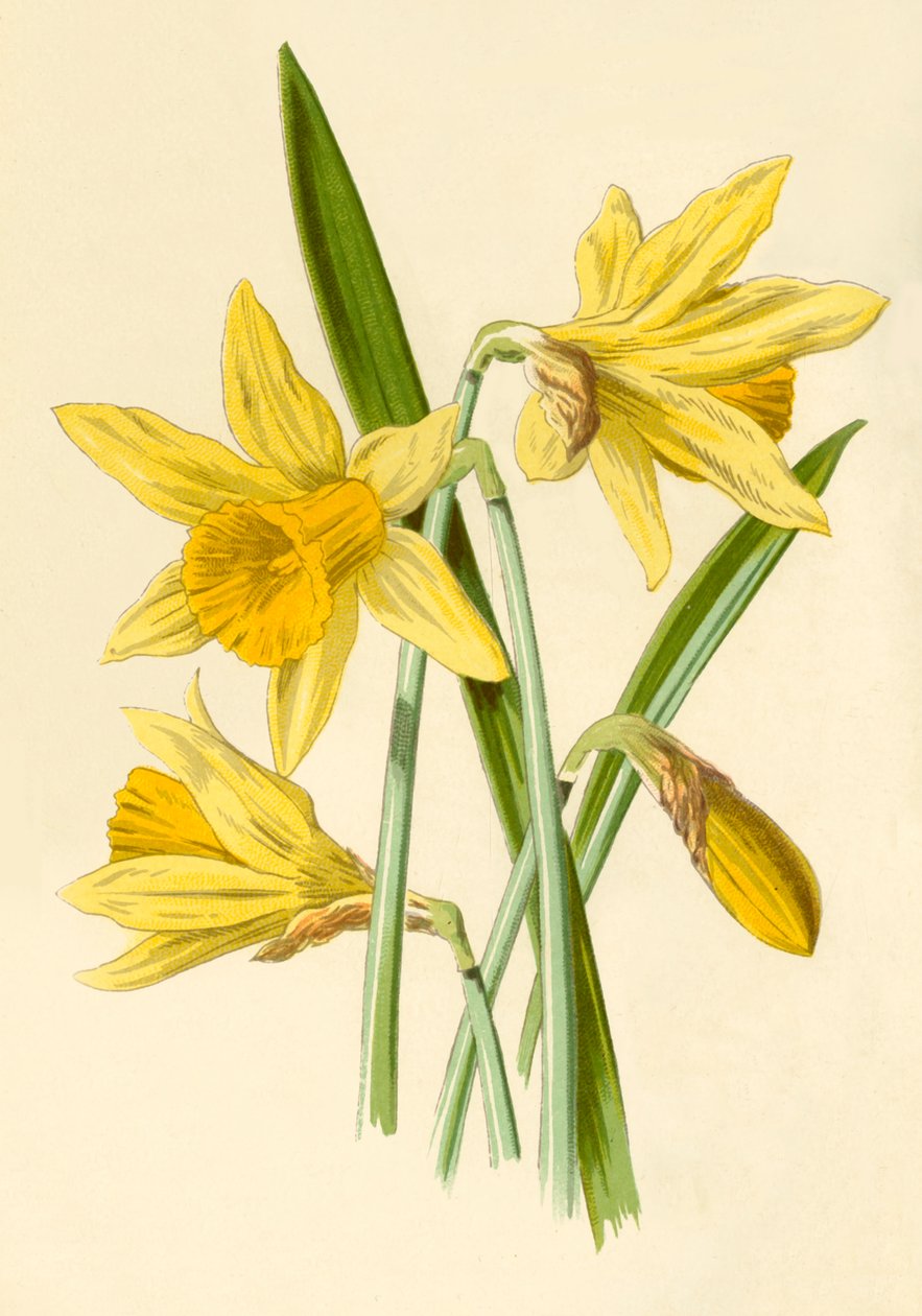 Nárcisz, 1877. alkotó: Frederick Edward Hulme