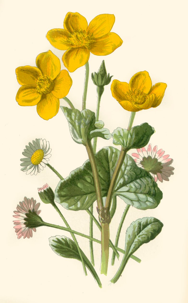 Daisy & Marsh-Marigold, 1877. alkotó: Frederick Edward Hulme