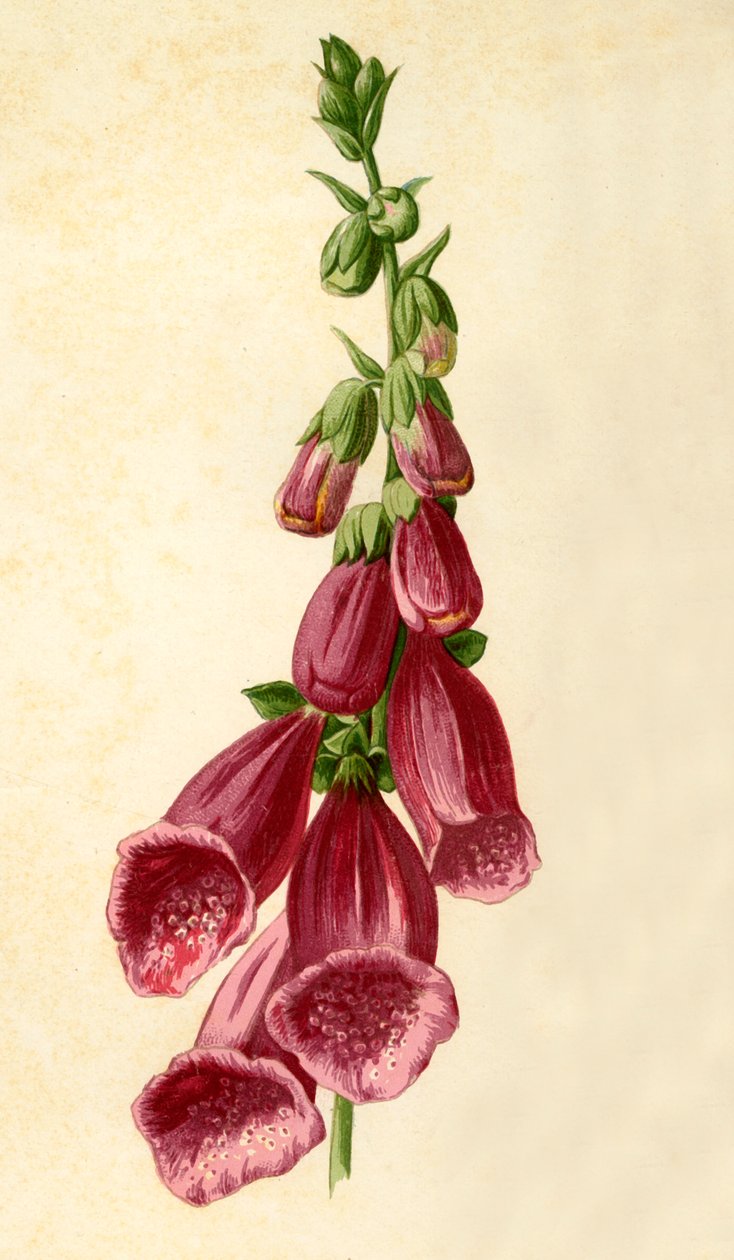 Gyűszűvirág, 1877. alkotó: Frederick Edward Hulme