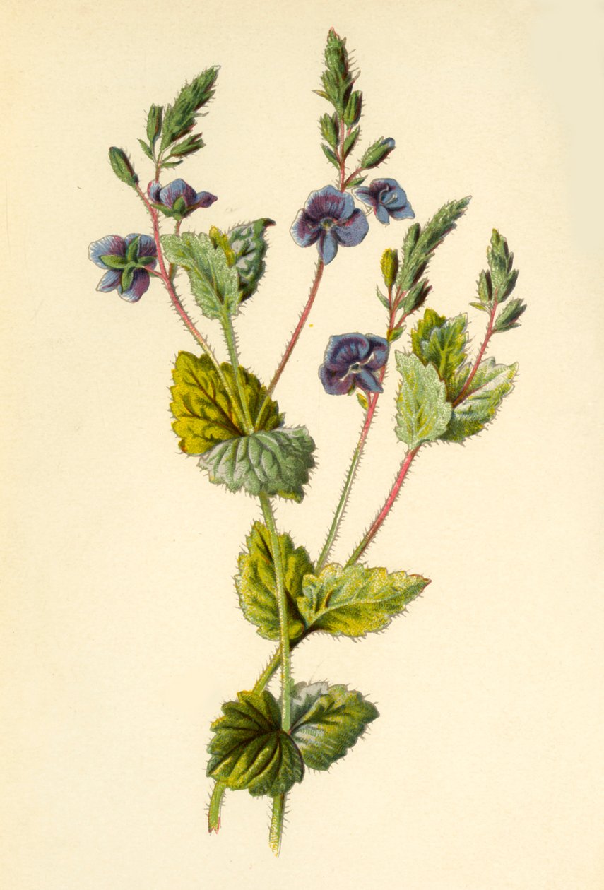 Germander Speedwell, 1877. alkotó: Frederick Edward Hulme