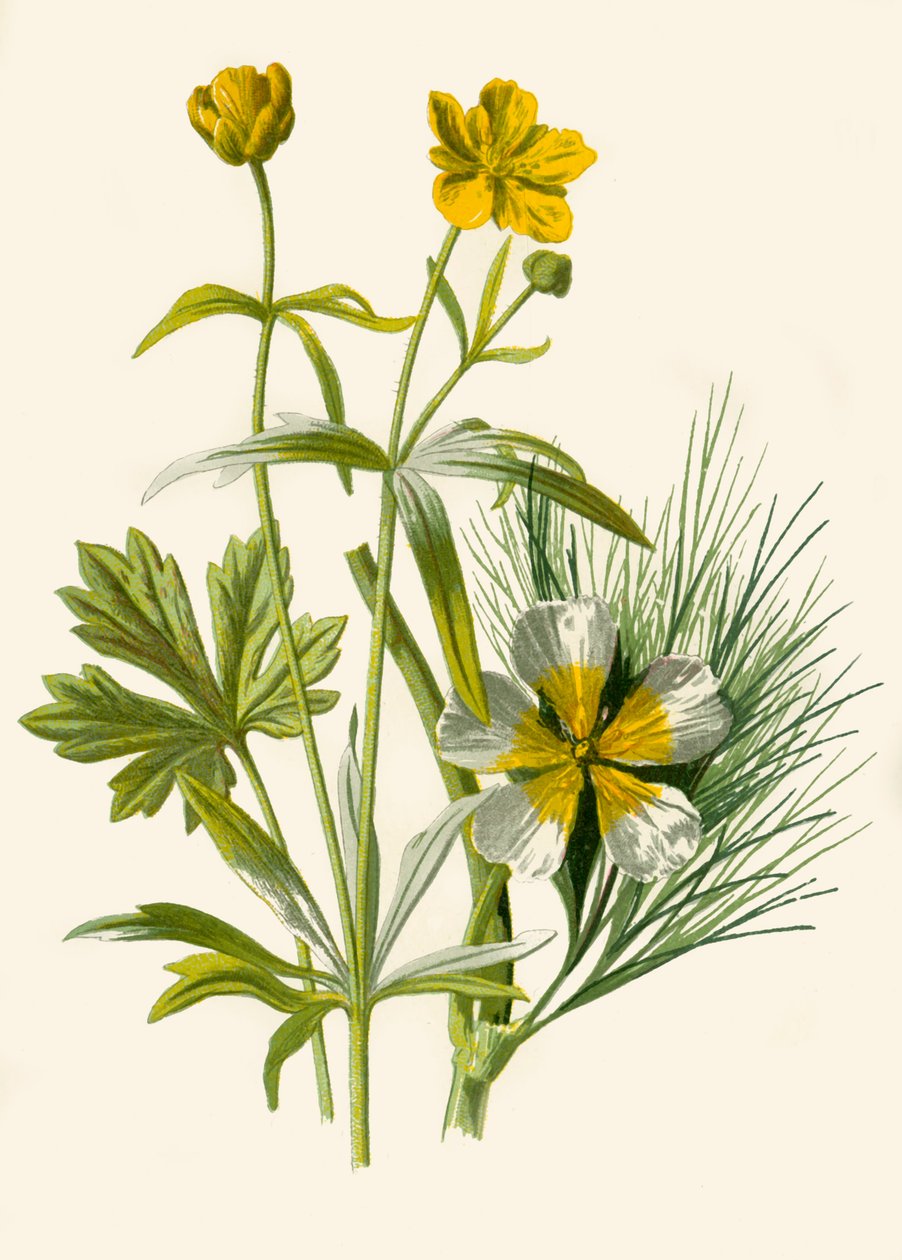 Boglárka. Vízi Ranunculus, 1877. alkotó: Frederick Edward Hulme