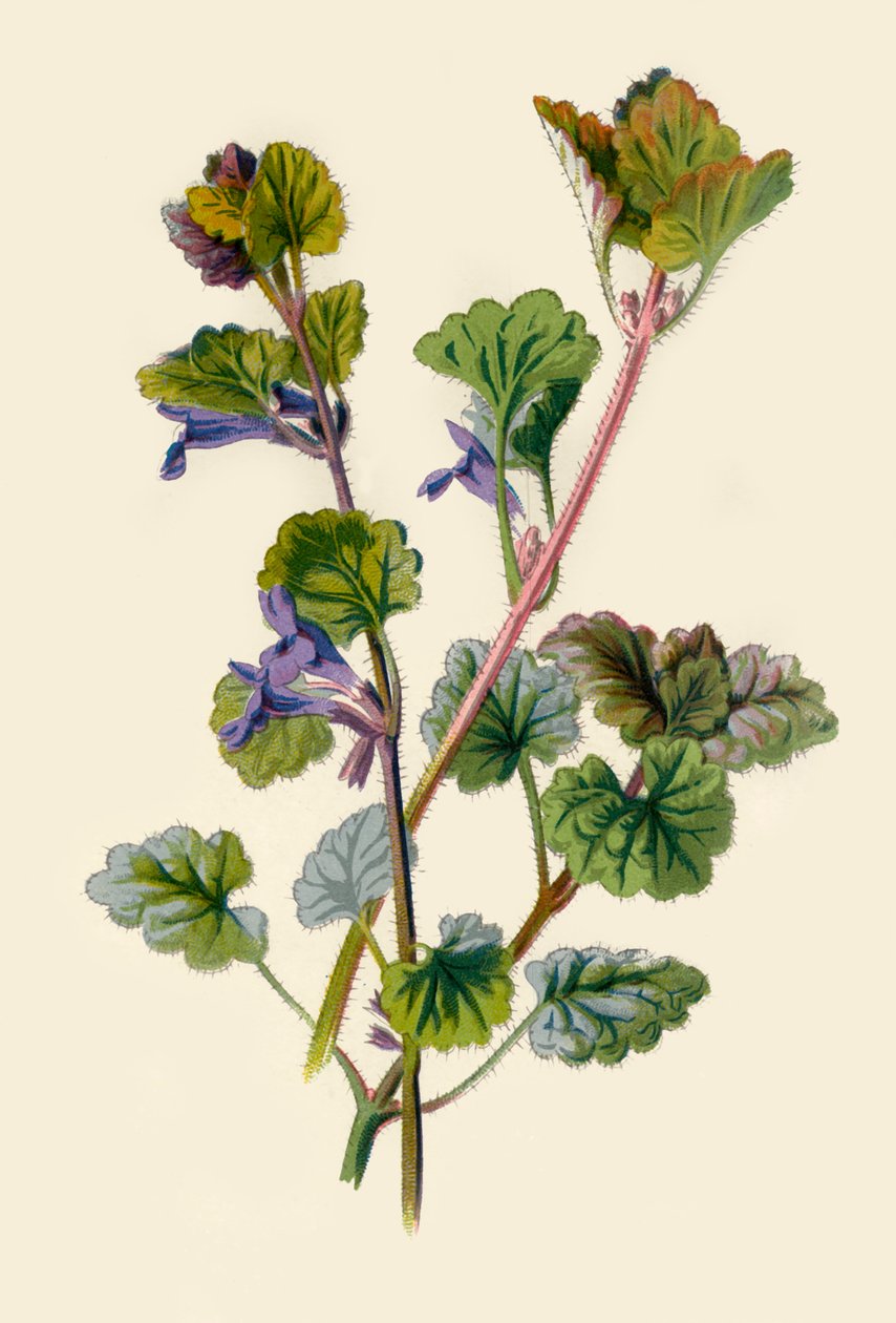 Ground Ivy, 1877. alkotó: Frederick Edward Hulme