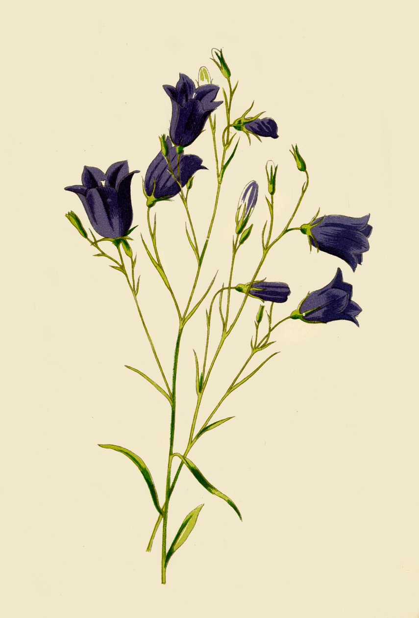 Harebell, 1877. alkotó: Frederick Edward Hulme