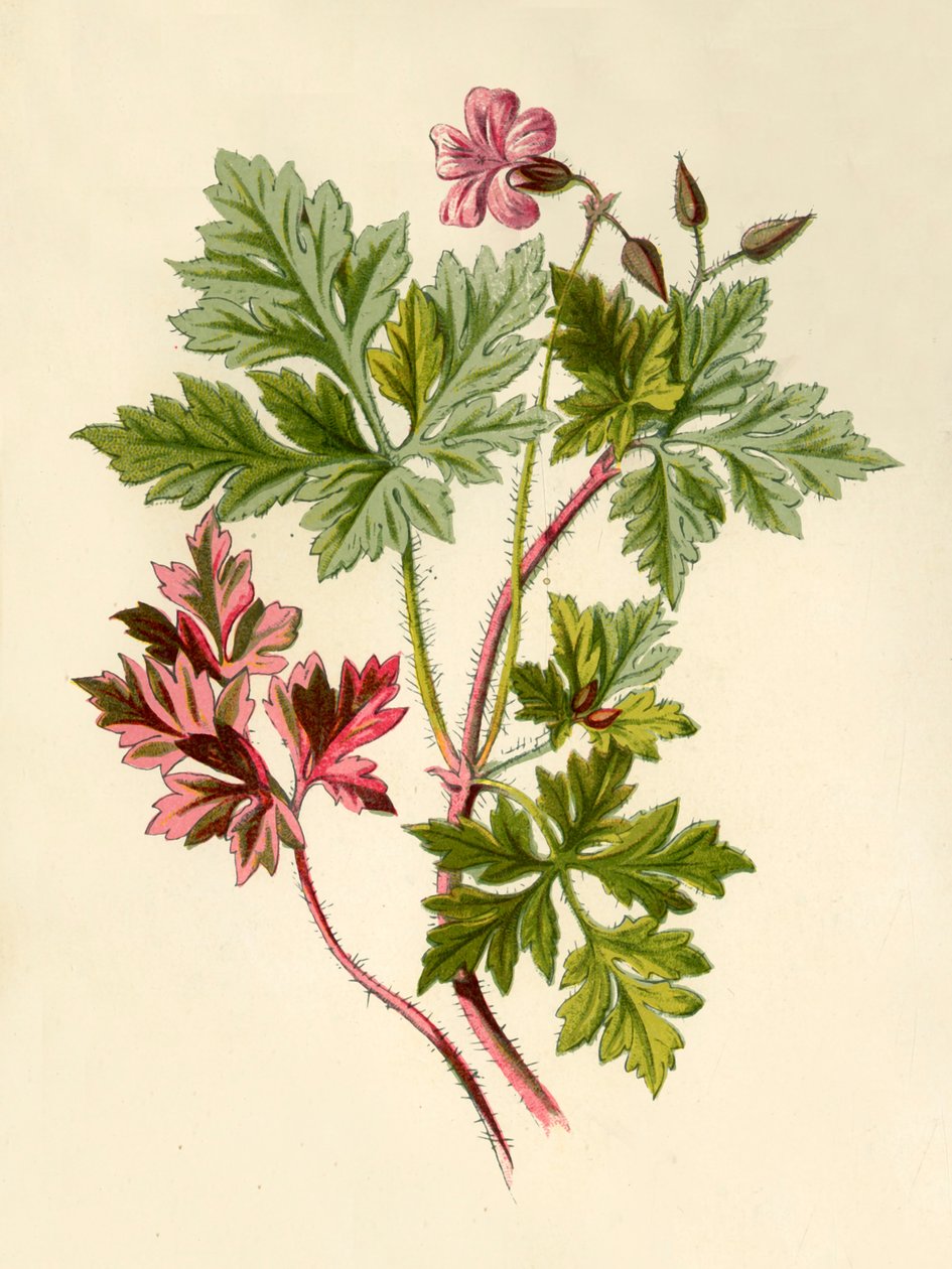 Herb-Robert, 1877. alkotó: Frederick Edward Hulme