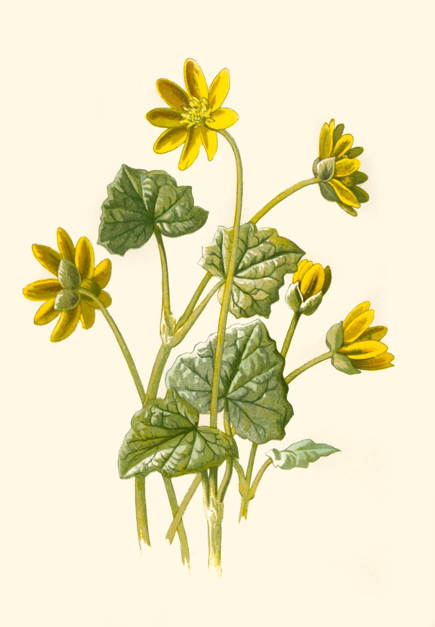 "Kis celandine", 1877. alkotó: Frederick Edward Hulme