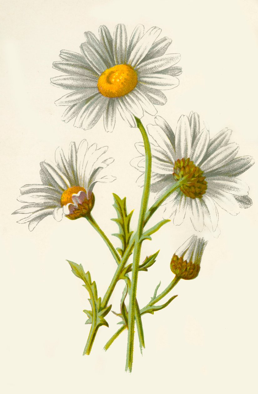 Ökörszem százszorszép, 1877. alkotó: Frederick Edward Hulme