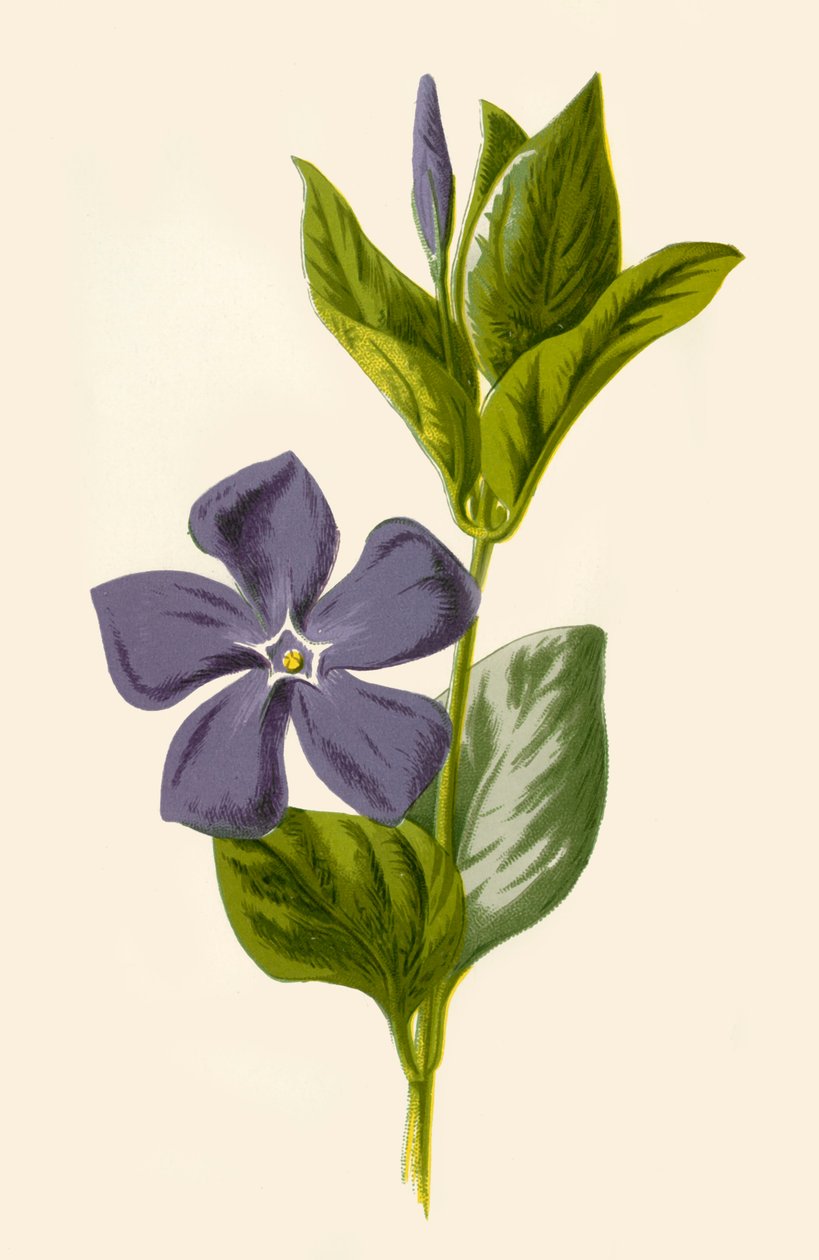 Periwinkle, 1877. alkotó: Frederick Edward Hulme