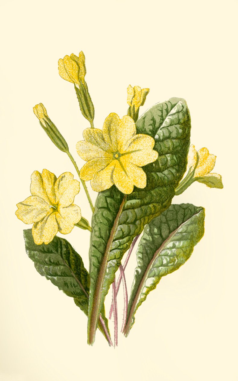 Primrose, 1877. alkotó: Frederick Edward Hulme