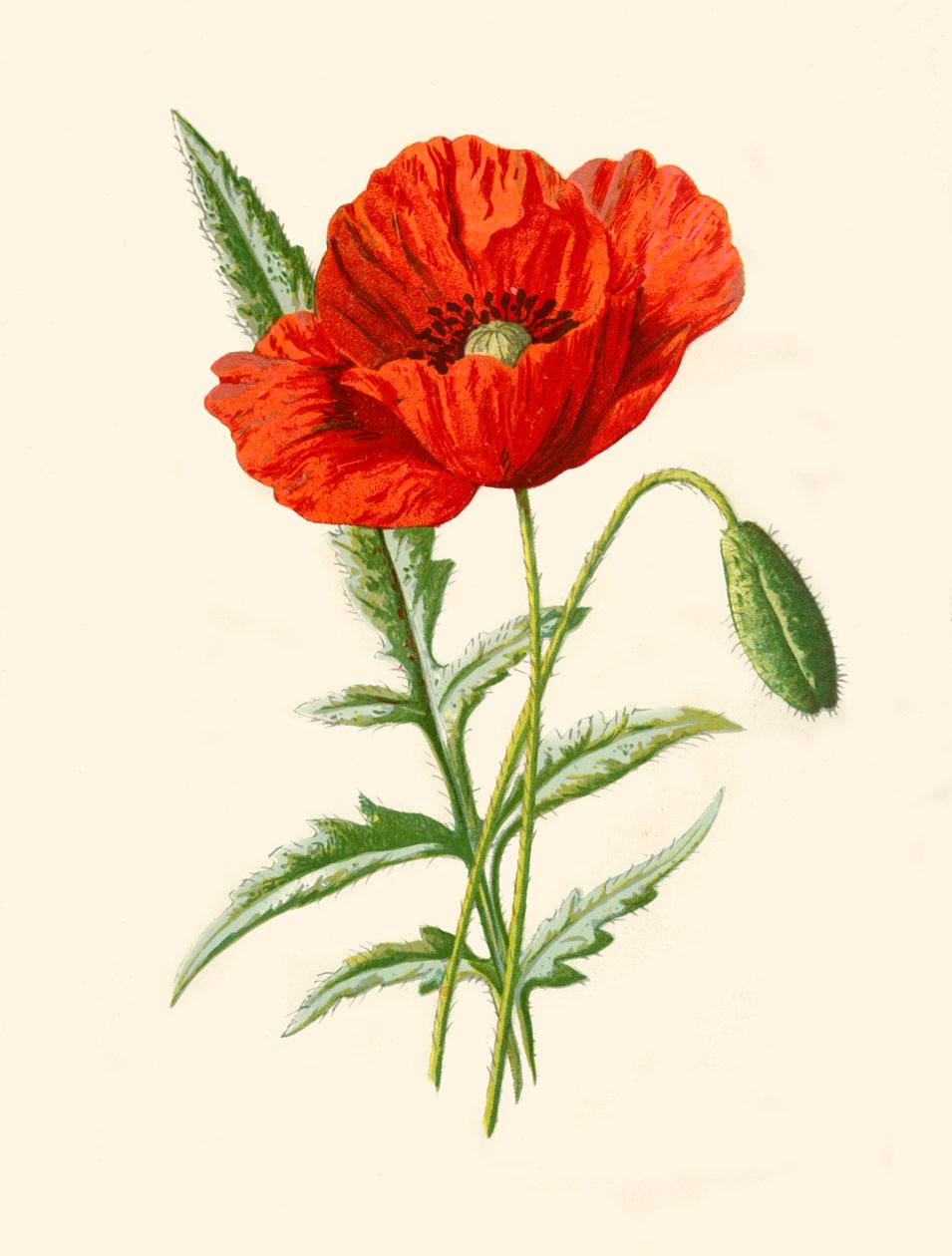 Skarlát mák, 1877. alkotó: Frederick Edward Hulme