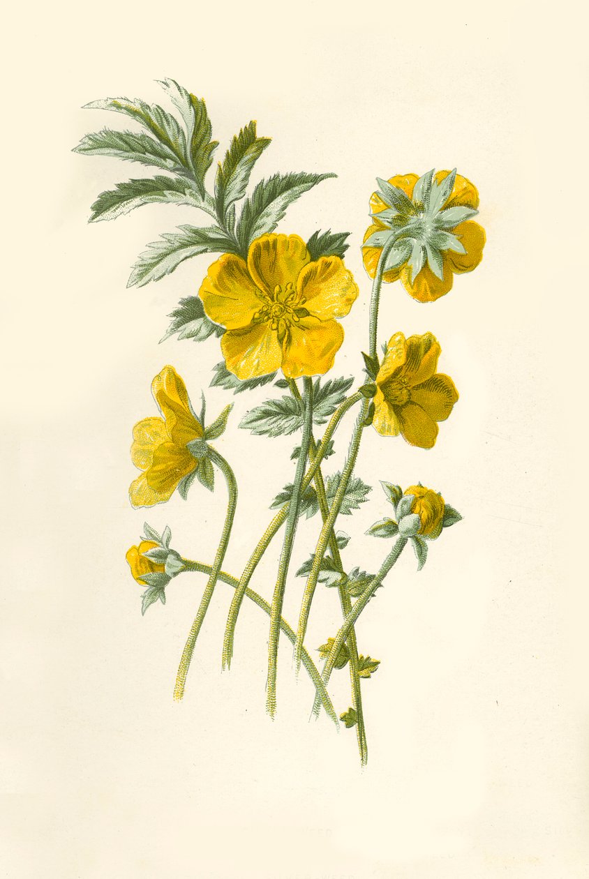 Ezüstfű, 1877. alkotó: Frederick Edward Hulme