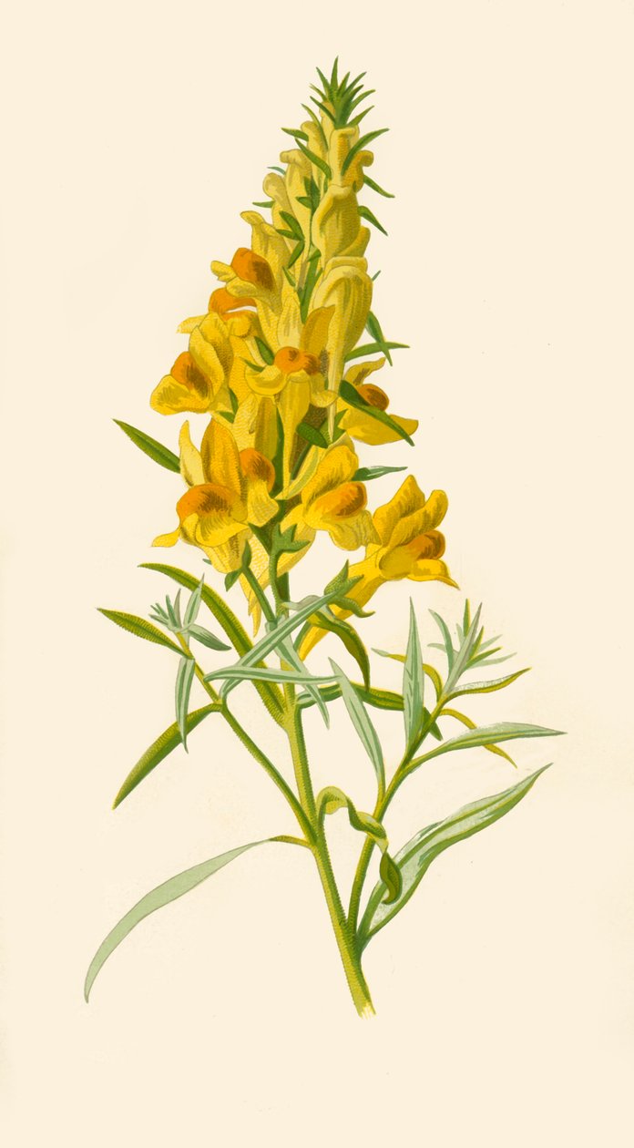 Varangy, 1877. alkotó: Frederick Edward Hulme