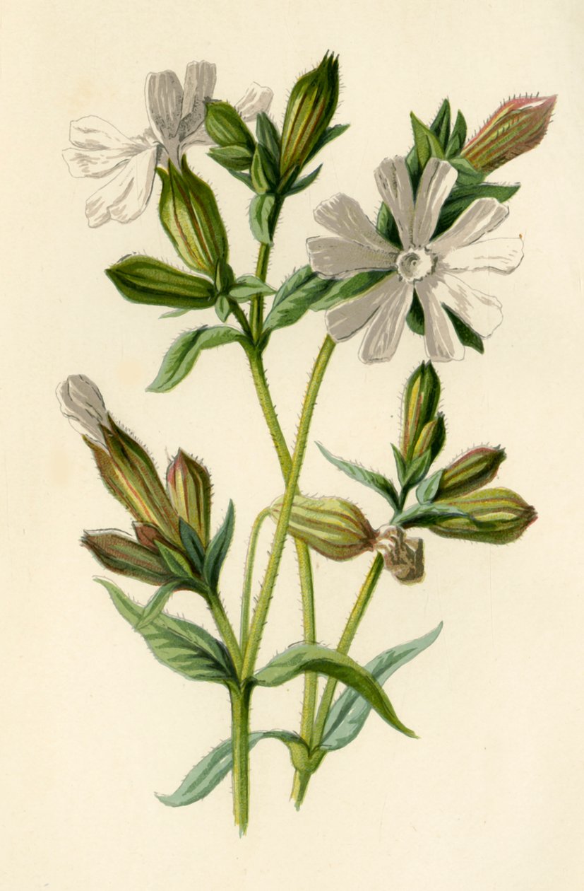 Fehér Campion, 1877. alkotó: Frederick Edward Hulme