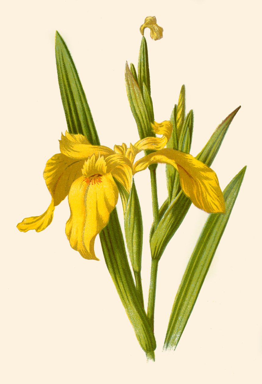 Sárga írisz, 1877. alkotó: Frederick Edward Hulme