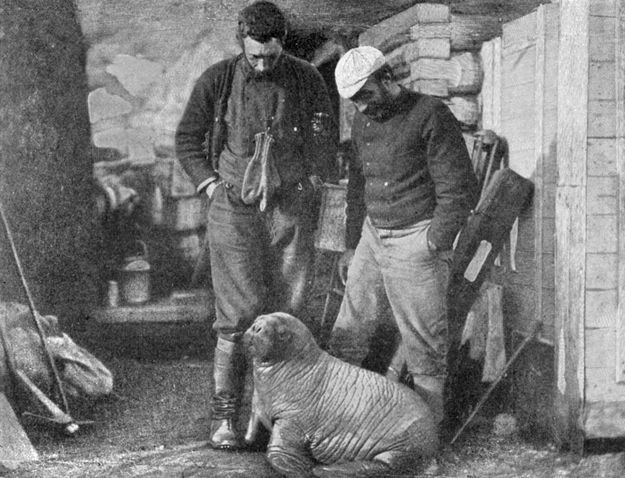 Rozmárkölyök, 1899. alkotó: Frederick George Jackson