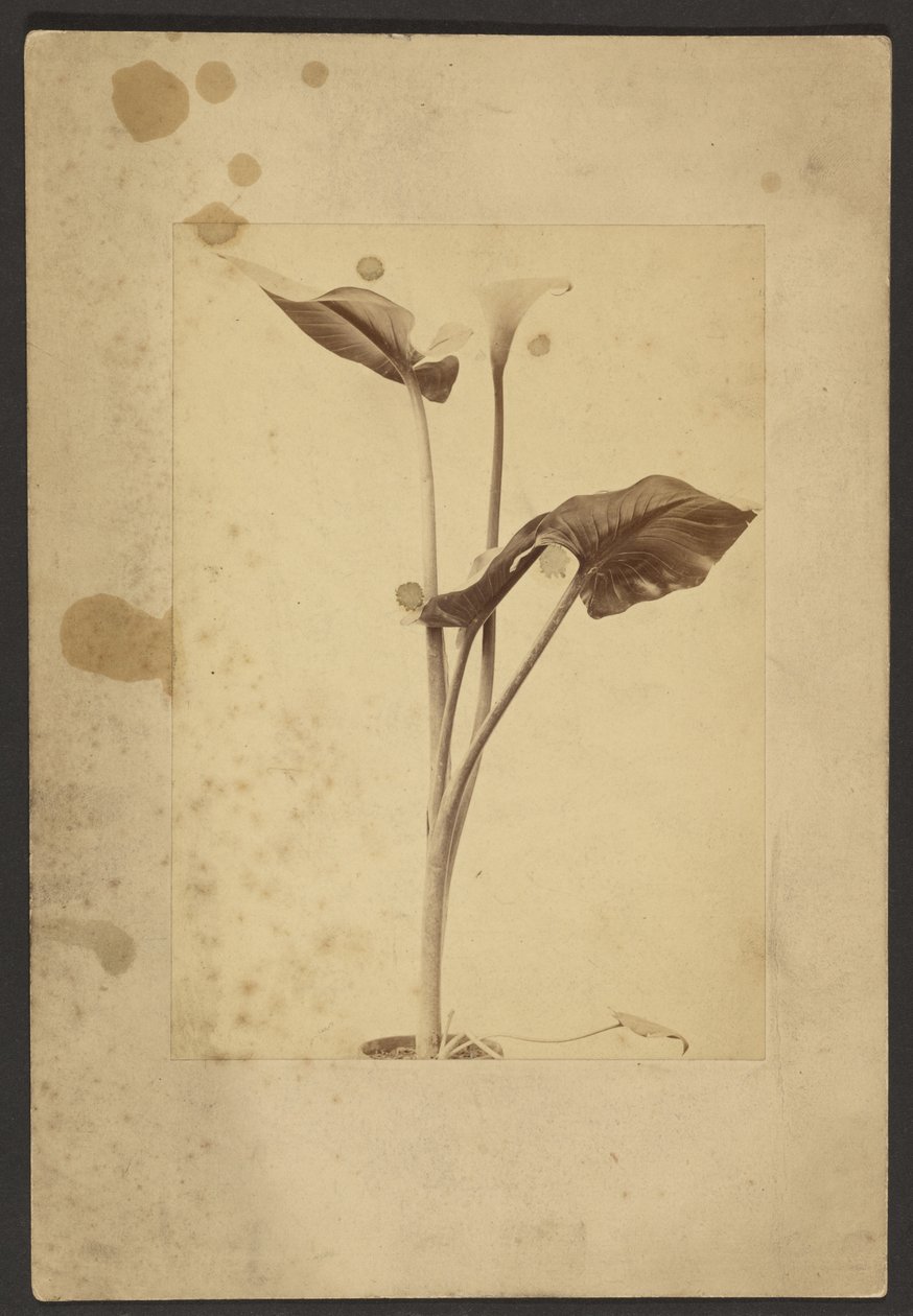 [Calla Lily] alkotó: Frederick H. Hollyer