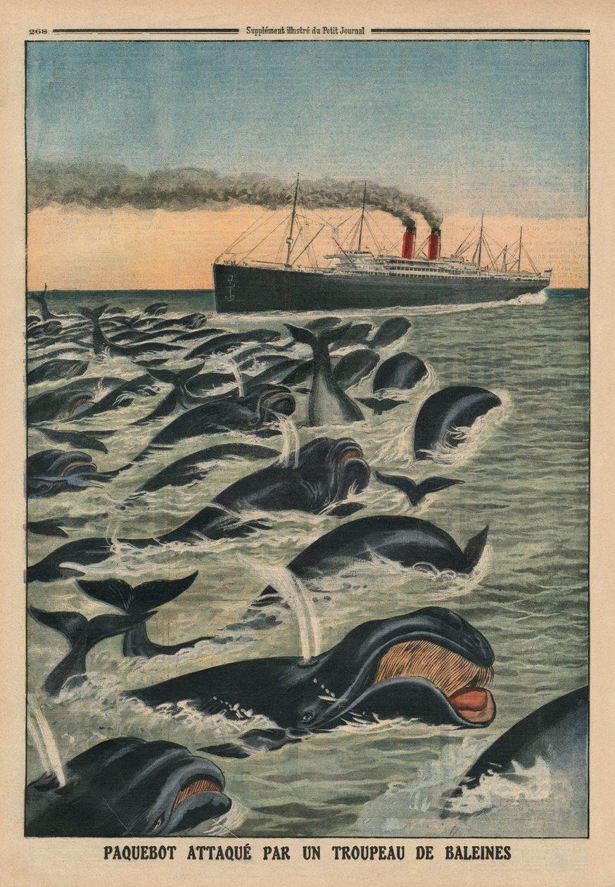 Bálnaraj megtámad egy bálnahajót, a hátsó borító illusztrációja a „Le Petit Journal”-ból, mellékelt illusztráció, 1913. augusztus 17. alkotó: French School