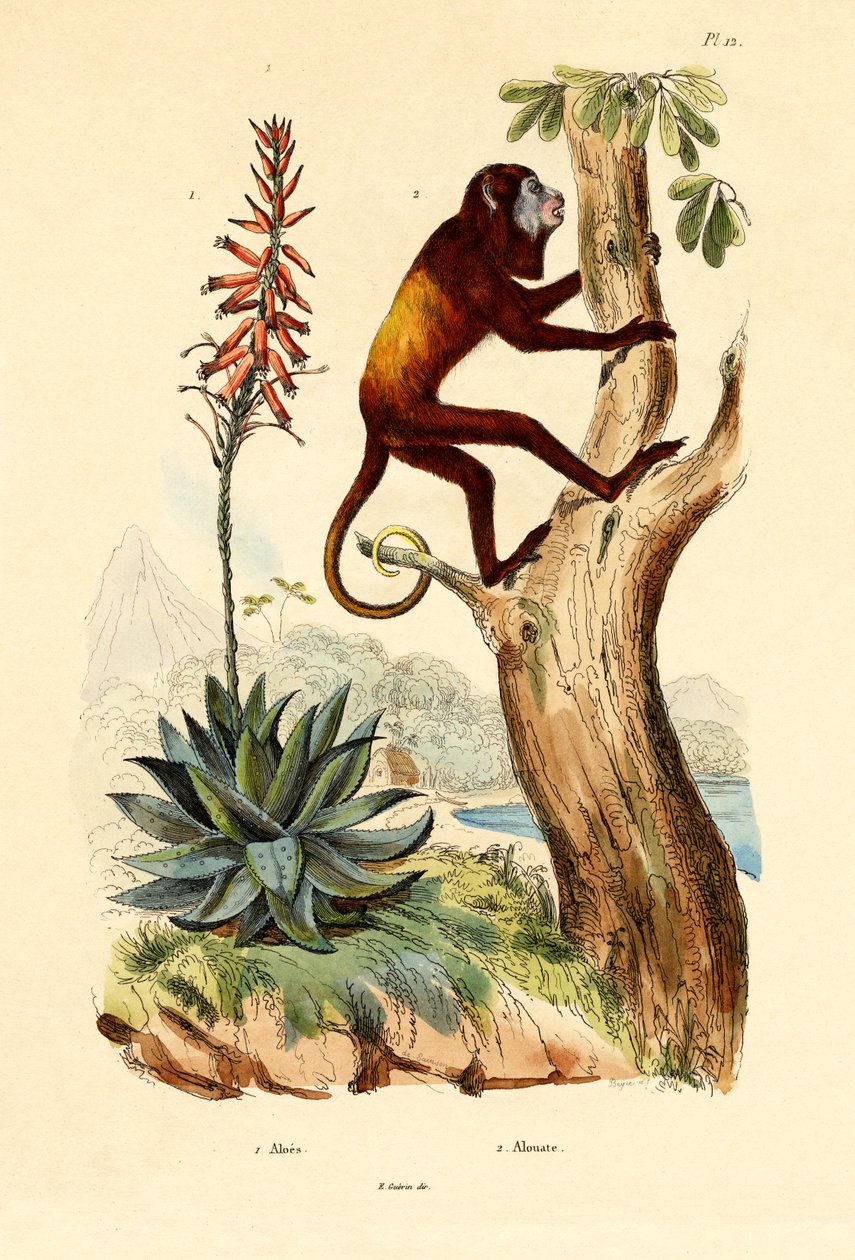 Aloe vera, 1833-39 alkotó: French School